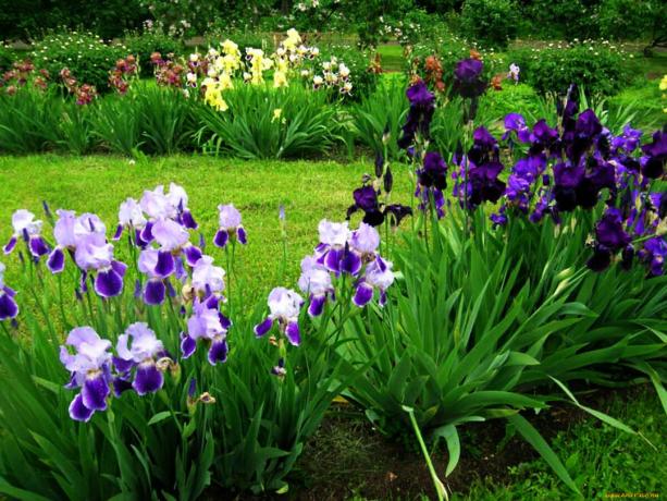 Beberapa peneliti mengklaim bahwa iris aroma mengurangi stres dan kelelahan. Tapi ini tidak tepat