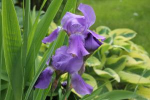 Cara merawat iris di taman setelah berbunga kriteria kesehatan tanaman +