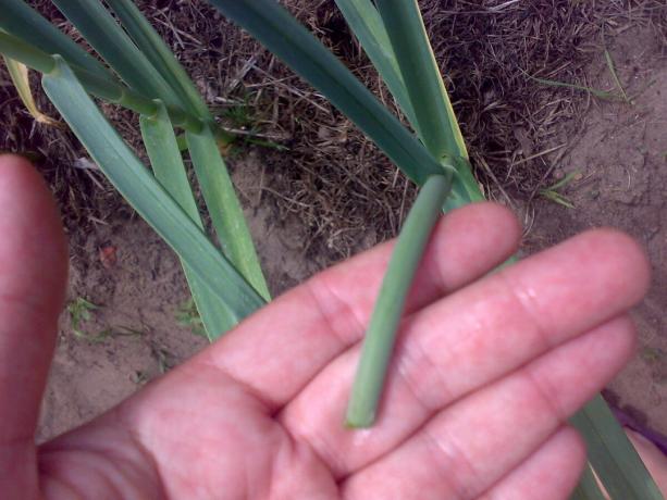 bawang putih panah dipotong untuk fase keriting. cut harus dilakukan pada jarak 10 cm dari sinus daun terakhir.