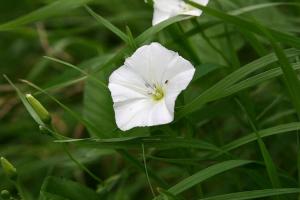 Salah satu obat untuk rumput sofa dan bindweed (birch)