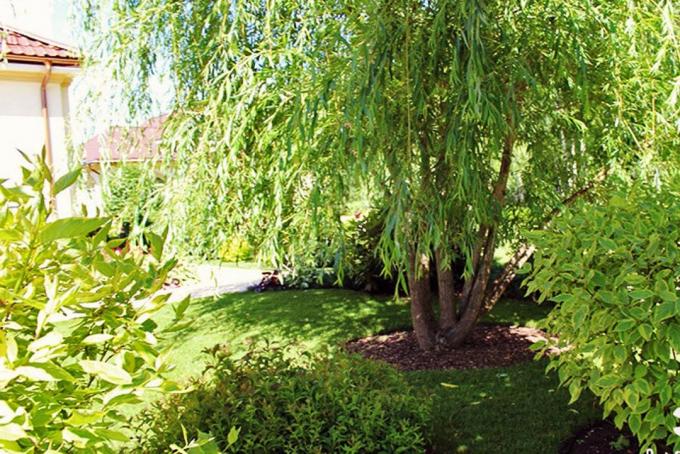 Willow, willow atau aspen di daerah itu baik atau buruk?