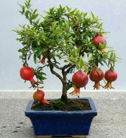 Delima cocok untuk teknik bonsai tumbuh
