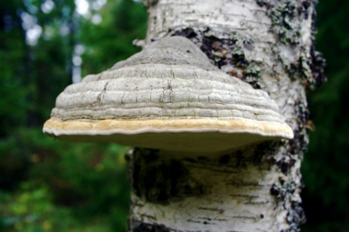 Polypore biasanya tumbuh di pohon birch dan pohon poplar
