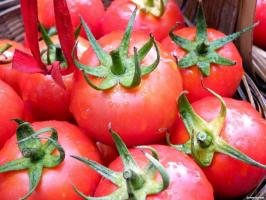 Kesalahan yang banyak tukang kebun ketika tumbuh tomat.
