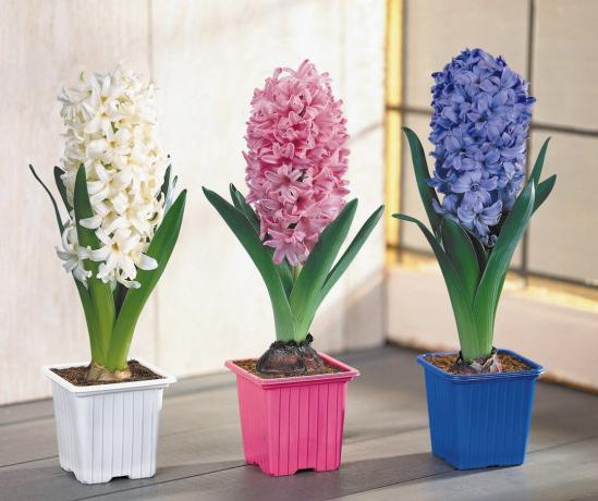 Hyacinth - salah satu simbol telah datang musim semi! Lihat: http://www.xcom-hobby.ru