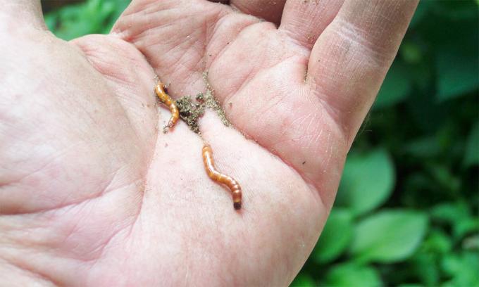 Bahkan, wireworms - itu bukan cacing dan larva kumbang, wireworms