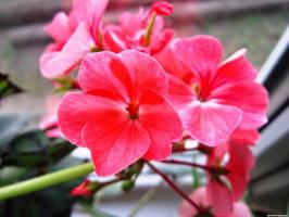 6 bunga abadi yang indah dan kuat (bagian 2)