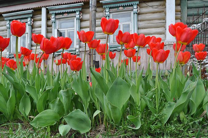 tulip merah - abadi klasik Rusia florikultura. Foto: fotoload.ru