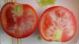 Mengapa menanam tomat dengan urat putih, dan apa yang harus dilakukan