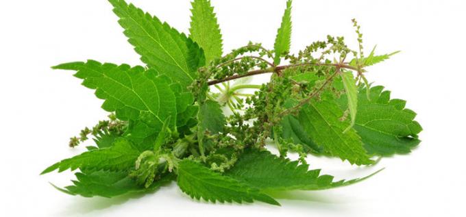 Nettle tumbuh hampir di mana-mana