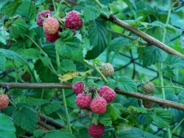 Dalam raspberry yang tepat semak-semak berry menutupi matahari, dan tidak tersesat di semak-semak