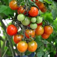 Hidrogen peroksida - berpakaian untuk tomat