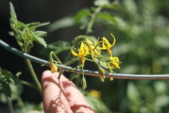 Teknologi penyerbukan buatan tomat meningkatkan hasil di kali! (Foto fb.ru)