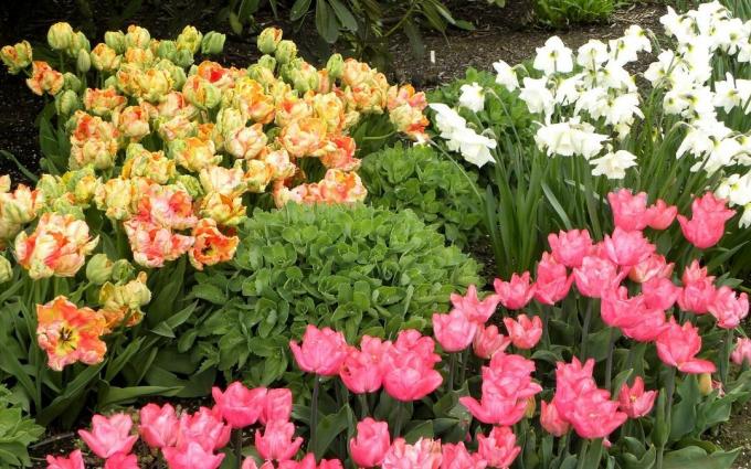 Chic Spring bed bunga. Dan tulip dan bakung. Apakah kamu seperti itu?
