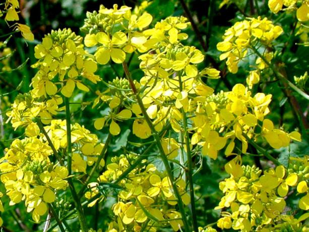 pupuk mustard hijau melindungi terhadap wireworms | Berkebun & Hortikultura