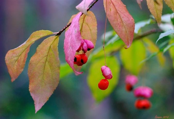 Makro berry fotografi dan daun Euonymus (lifeisphoto.ru)