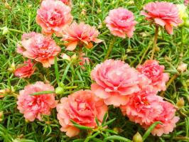Berkah bagi penduduk musim panas malas: bunga-bunga cerah sepanjang musim panas tanpa air (dan secara harfiah)