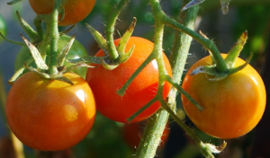 Mengapa tomat berpakaian boron. siapkan larutan