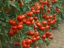 Pemupukan ragi untuk meningkatkan hasil mentimun dan tomat