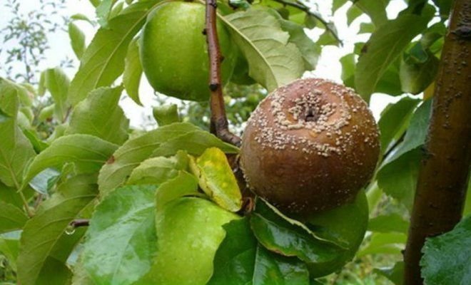 Buah membusuk pada apel (ilustrasi untuk sebuah artikel yang diambil dari Yandex. gambar)