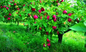 Hama apel, strawberry, plum, kismis. Semprot, review obat «Decis Profi»
