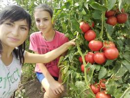 Tomat di kebun tidak akan menggemukkan dan meningkatkan buah-buahan. 4 superprioma!