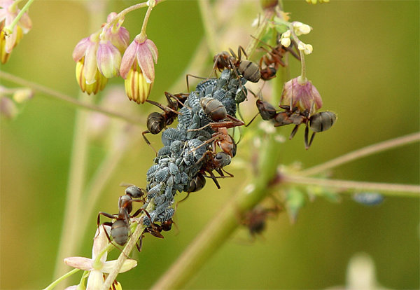 Kutu daun dan semut - sering sahabat satu sama lain! Foto untuk artikel yang diambil dari akses internet gratis.