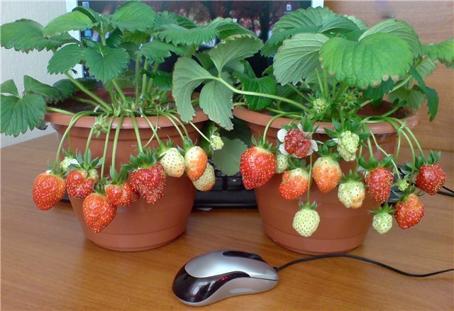 CONTOH pot strawberry. Foto untuk publikasi diambil dari internet