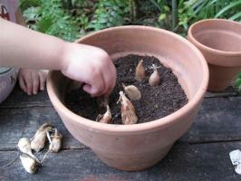 Bagaimana untuk tumbuh bangsawan-pemotong di kebun