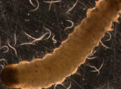 Sumber: Vaysher B. Braun D.D.F. Keakraban dengan nematoda: Nematologi umum. 2001 - 206 dengan.