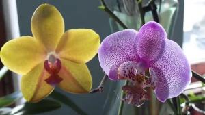 Berapa tahun hidup Orchid