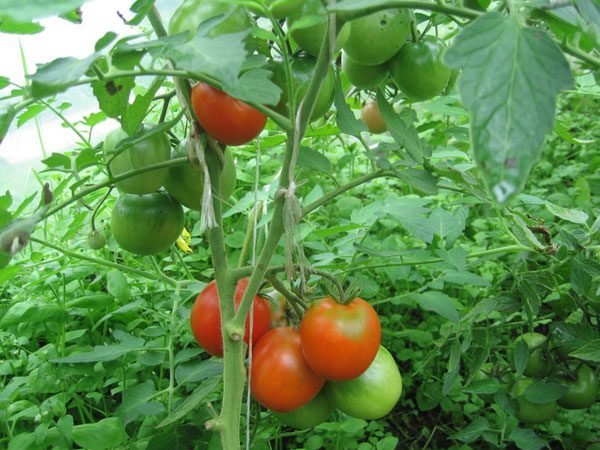 Menuangkan tomat di rumah kaca. Foto dalam artikel dari internet