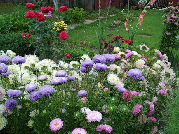 Aster menempati tempat yang layak di kebun, memuaskan mata untuk akhir musim gugur