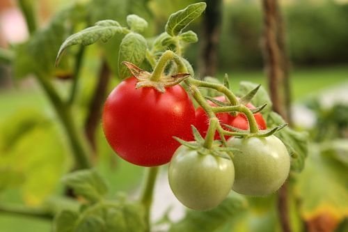 Musim dingin tomat ideal untuk salad, tapi buruk terus. Hal ini lebih baik untuk segera menyerahkan mereka ke meja - rasa dan bau besar!