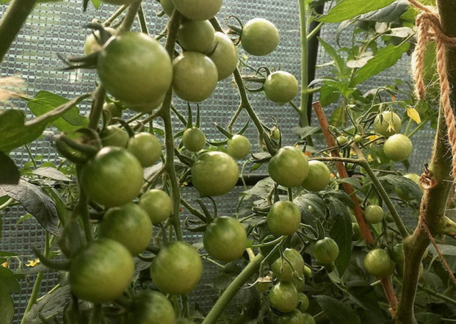 Buah-buahan dalam tumbuh semak-semak tomat ganda tidak lebih kecil daripada di penanaman tunggal. 