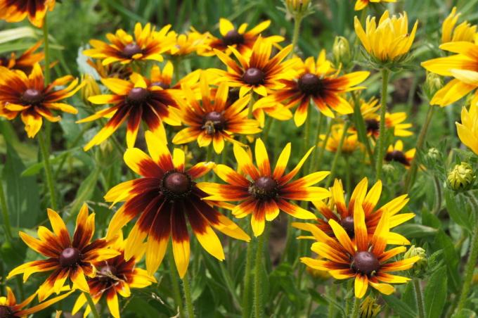 Terang matahari Rudbeckia di taman