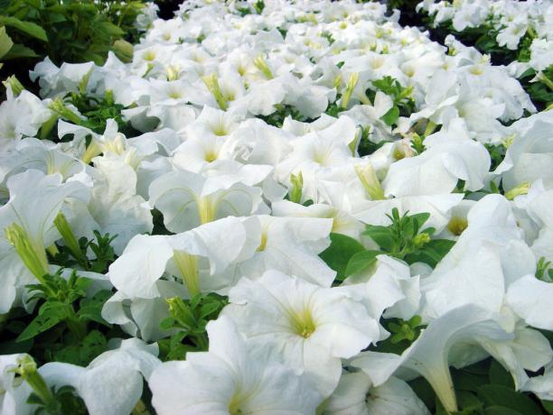 Petunia varietas Ramblin Putih (foto - Internet)