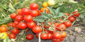 Varietas terbaik dari tomat berukuran untuk budidaya di lapangan terbuka.