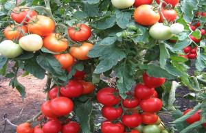 Pupuk untuk tomat yang meningkatkan hingga 10 kali pembentukan ovarium.