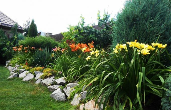 tidur bunga indah sepanjang pagar: daylilies selaras dengan tetangga yang lebih besar