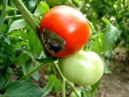 Bagaimana menangani membusuk apikal pada tomat, dan mengapa hal itu muncul.