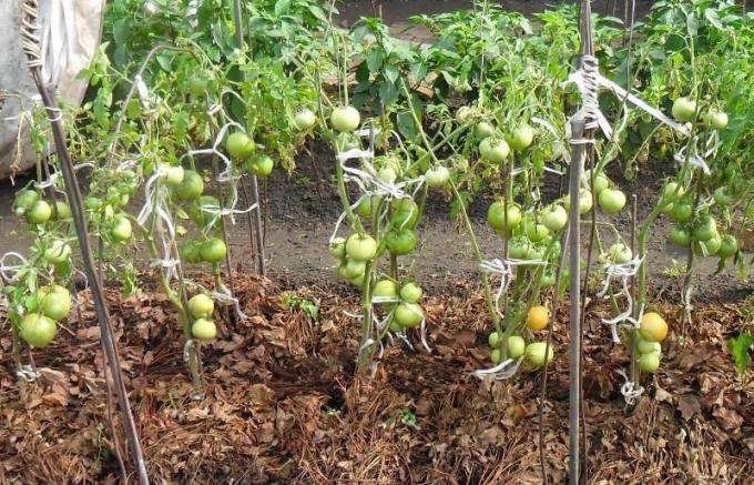 CONTOH mulsa rumput kering tomat tidur (foto dari internet)