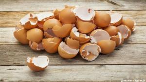 Cangkang telur: 3 aplikasi yang berguna di taman musim gugur