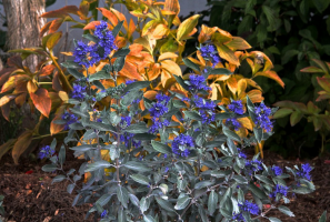Hias semak - Bluebeard atau Caryopteris. Kecantikan di kebun Anda