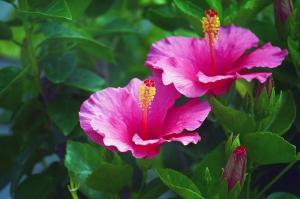 Hibiscus syriacus: bagaimana untuk tumbuh dan perawatan