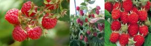 Raspberry remontant - iseng-iseng atau manfaat nyata? unexpurgated