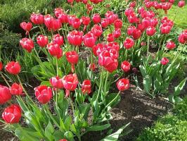 5 kesalahan umum dalam budidaya bunga tulip, yang memungkinkan 50% dari petani