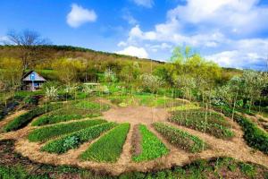 Cara tanaman, untuk tumbuh bersama-sama: permaculture