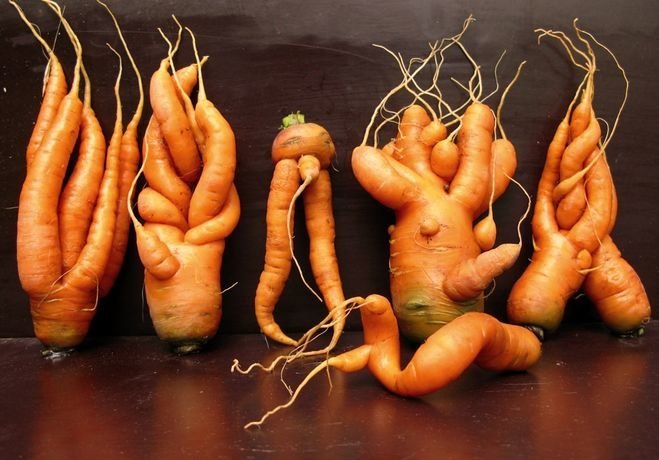 aneh sirkus atau mengapa wortel tumbuh kurva | Berkebun & Hortikultura