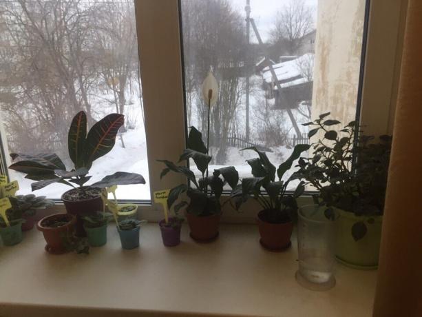tanaman pot di jendela di kamar tidur saya. Tiga dari mereka akan segera mengucapkan selamat tinggal!